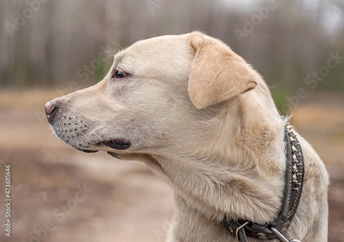 Portrait of a white Labrador retriever dog looking away in autumn in brown tones. Labrador retriever.