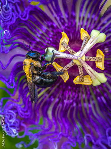 bee gathering pollen from a passionflower photo