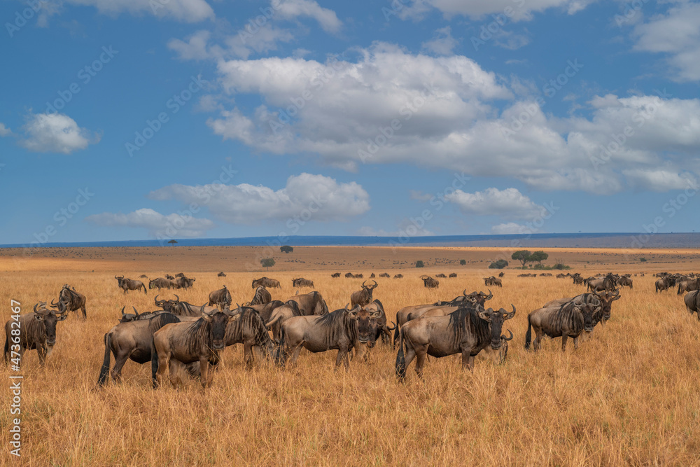 Obraz premium Wildebeest migration, Serengeti National Park, Tanzania, Africa
