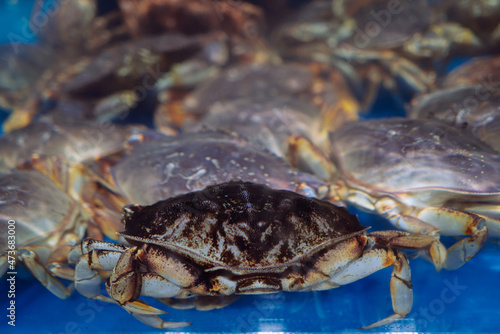 seafood crab photo