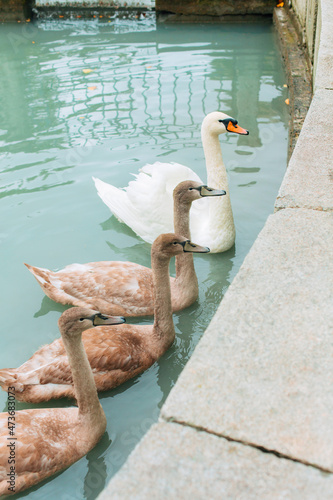 Four swans in the pond  photo