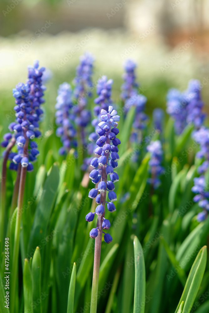 Fototapeta premium Blue flowers of Muscari armeniacum (Armenian grape-hyacinth) in the garden, close-up, selective focus
