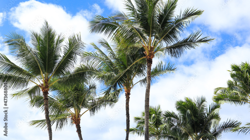 palm trees on Waikiki beach, Hawaii