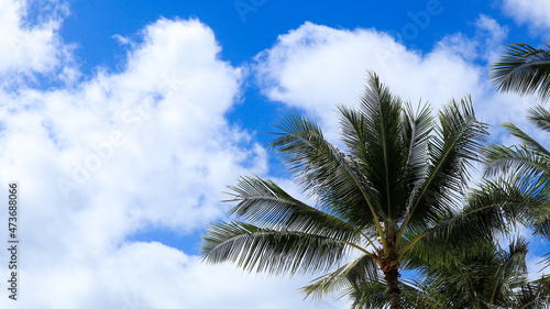 palm trees on Waikiki beach, Hawaii © slyellow