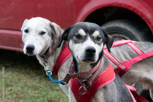 Fotografie photo of sporting dogs before the start of the race