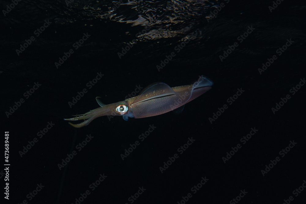 Fototapeta premium Squid in the Red Sea Colorful and beautiful, Eilat Israel