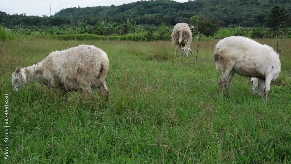 sheep eating in the meadow sheep eating in the meadow