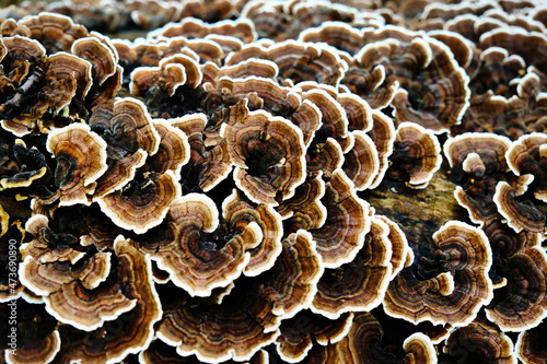 Turkey Tail Mushrooms on Log  in the Wild in Extreme Closeup  photo