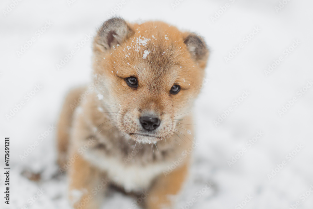 Close-up of a puppy on the snow field. Close-up of a puppy on the snow field.