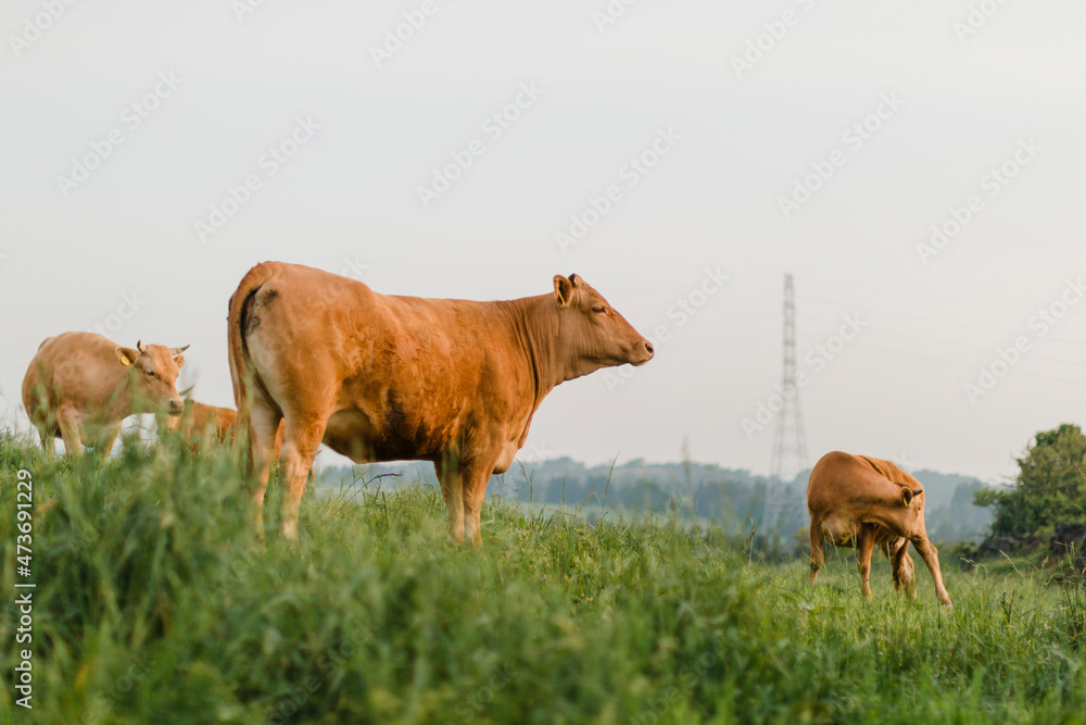 Cows in grazing land. Cows in grazing land.