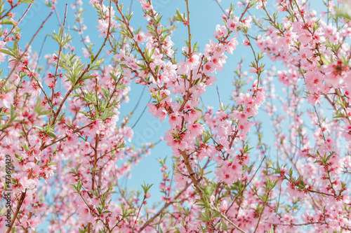 Sky and pink peach flowers. photo
