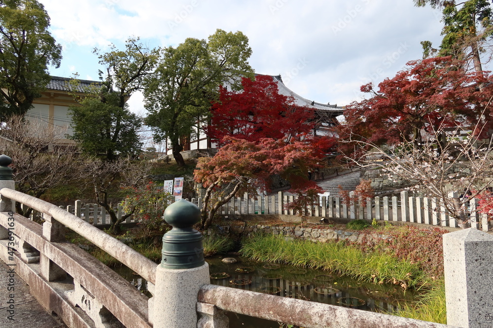Hasu-ike Pond and Gokuraku-bashi Bridge and autumn leaves in the precincts of Konkai-koumyou-ji in Kyoto City in Japan 日本の京都市にある金戒光明寺境内の蓮池と極楽橋と紅葉 Hasu-ike Pond and Gokuraku-bashi Bridge and autumn leaves in the precincts of Konkai-koumyou-ji in Kyoto City in Japan 日本の京都市にある金戒光明寺境内の蓮池と極楽橋と紅葉