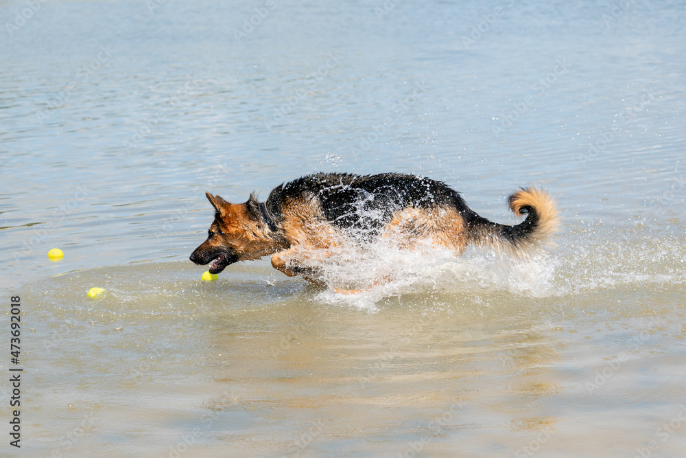 Young happy German Shepherd, playing in the water. The dog splashes runs and jumps happily in the lake. Yellow tennis ball in its mouth. Young happy German Shepherd, playing in the water. The dog splashes runs and jumps happily in the lake. Yellow tennis ball in its mouth.