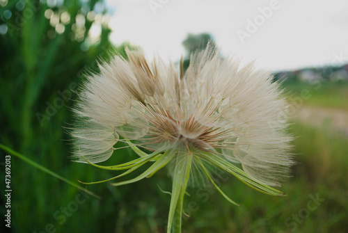 dandelion in the wind