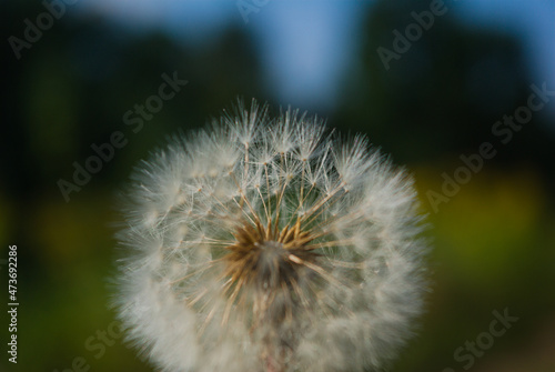 dandelion head