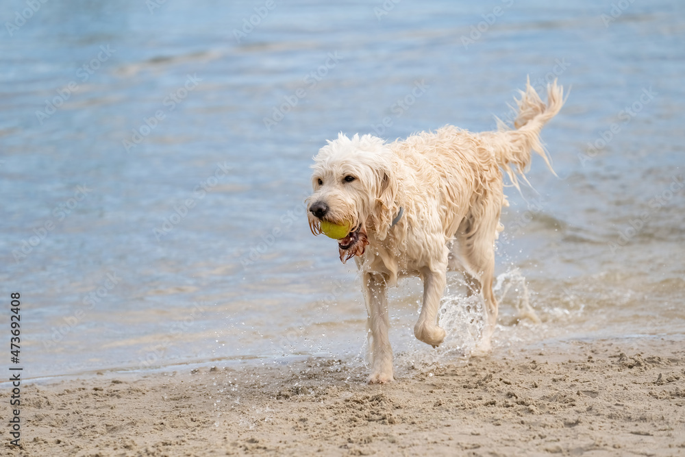 White Labradoodle dog walks on the water's edge. The dry dog walks half on the sandy beach and half in the water, tail up. White Labradoodle dog walks on the water's edge. The dry dog walks half on the sandy beach and half in the water, tail up.