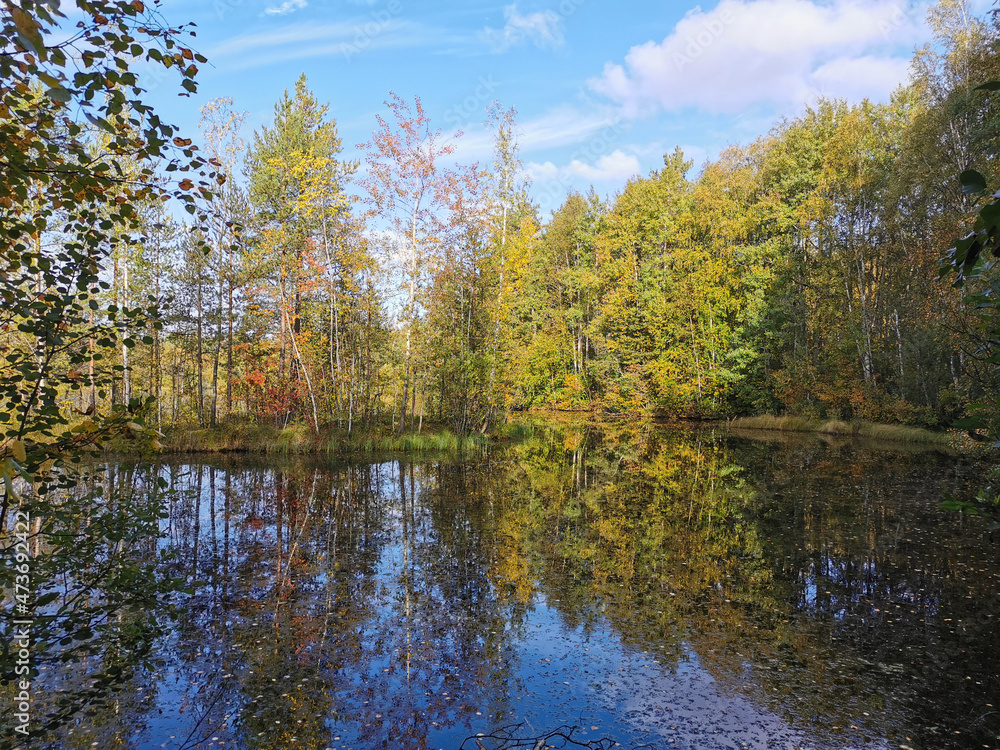 The mirror surface of a forest lake, in which trees with yellowing leaves and the sky with beautiful clouds are reflected.