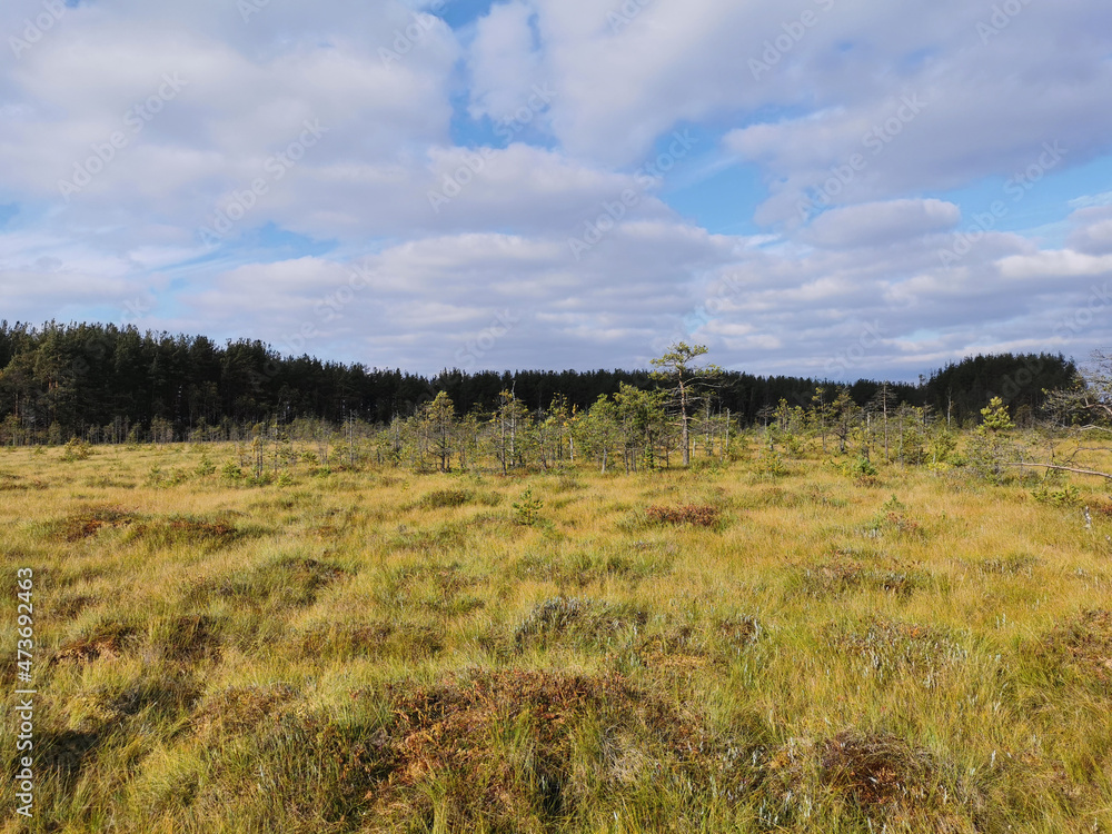 Tall, dry, yellow grass and small pines growing in a swamp, against the background of a forest and a beautiful sky with clouds..