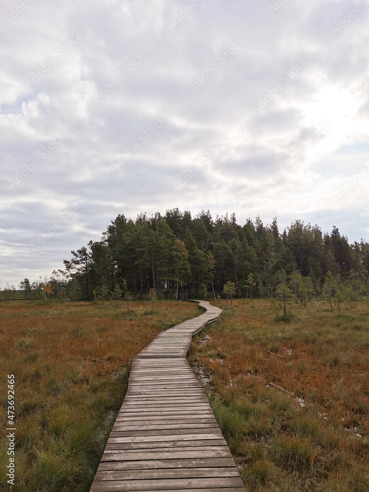 A winding wooden deck over a swamp with yellowed grass, going to the forest, against a beautiful sky with clouds.