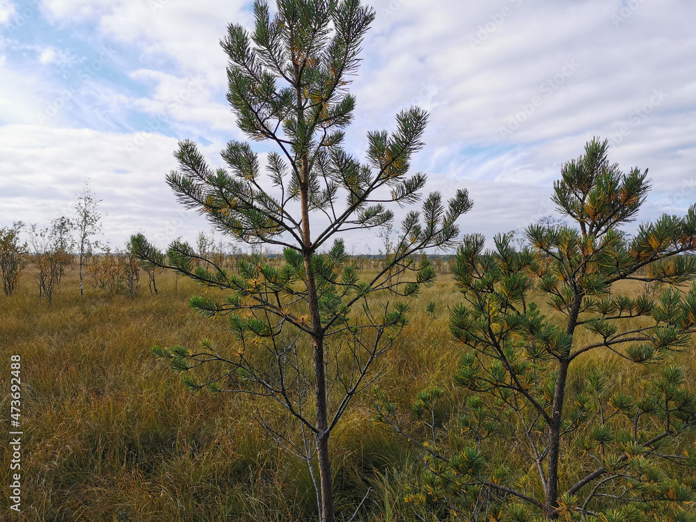 Fototapeta premium A pine tree growing in a swamp, against a background of grass and a beautiful sky with clouds.
