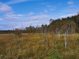 Thin small birches and pines growing in the swamp, among the grass against the background of the forest and the sky with clouds.