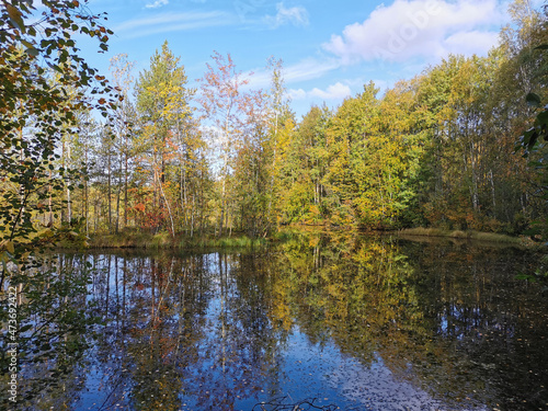 The mirror surface of a forest lake, in which trees with yellowing leaves and the sky with beautiful clouds are reflected.