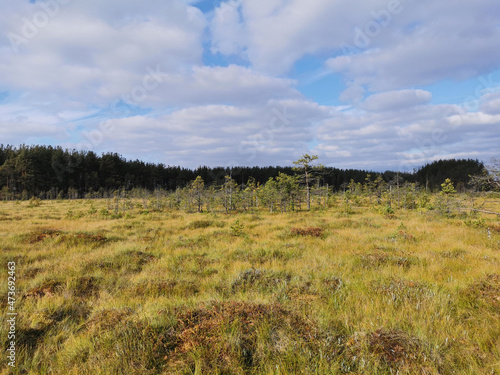 Tall, dry, yellow grass and small pines growing in a swamp, against the background of a forest and a beautiful sky with clouds..