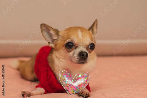 A small dog in clothes is bored on Valentine's Day with a heart in his paws.