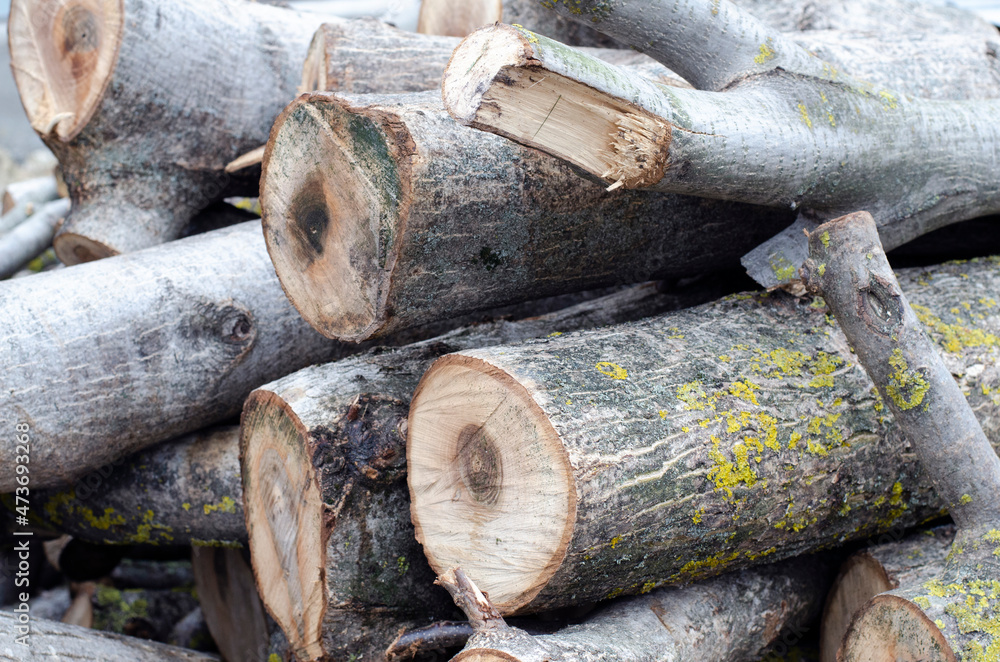 Firewood. Cut trees. The trunk of the tree is stacked in a heap. Firewood. Cut trees. The trunk of the tree is stacked in a heap.