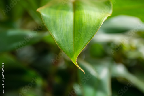 Green plant