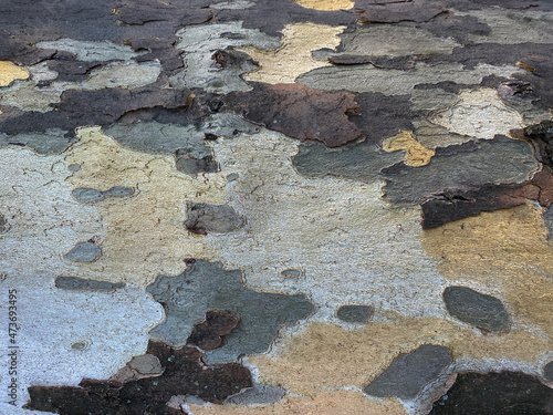 bark of maple tree photo