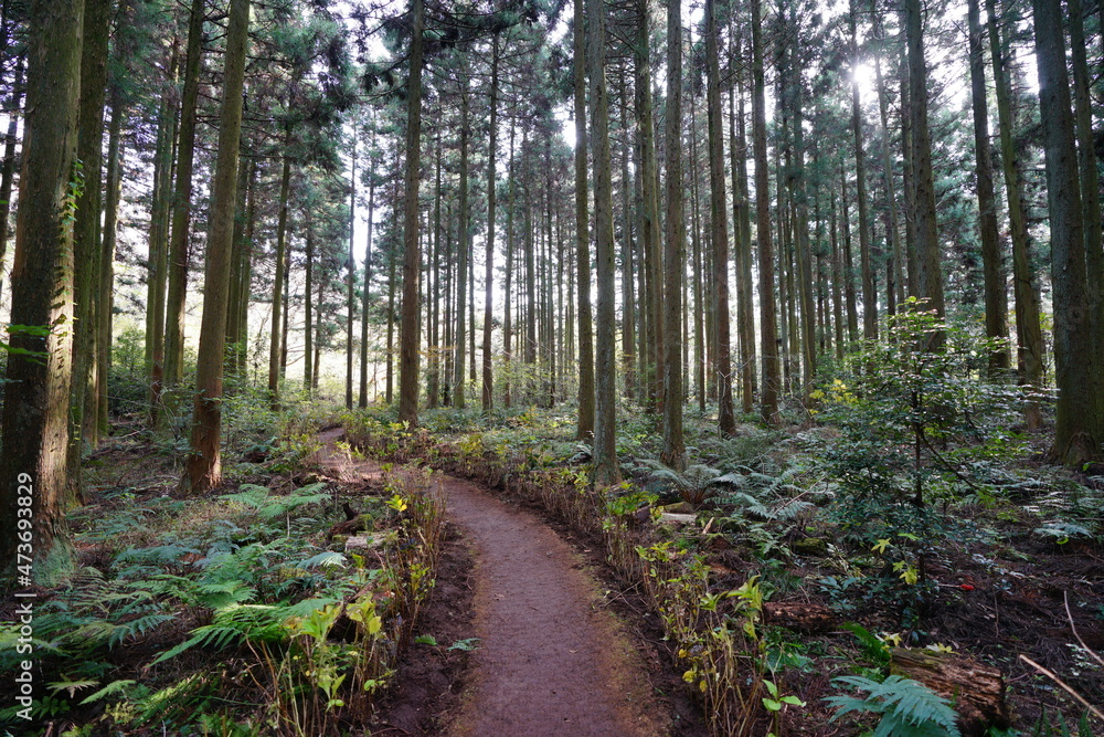 a fascinating footpath in the cedar forest