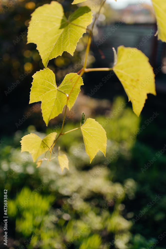 Vine ivy in the garden backlit by the sun Vine ivy in the garden backlit by the sun