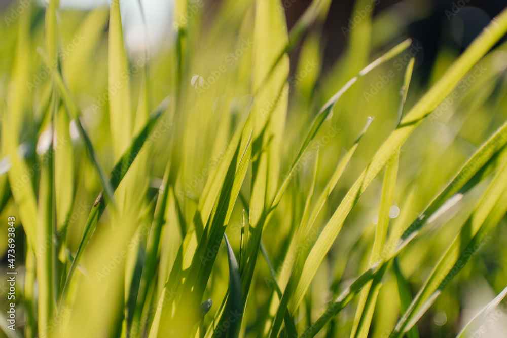 © Yakov Knyazev/Stocksy - defocused grass pattern