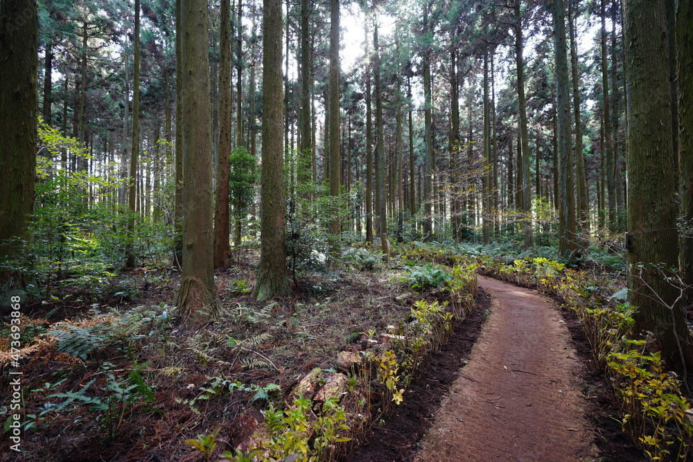 a fascinating footpath in the cedar forest a fascinating footpath in the cedar forest