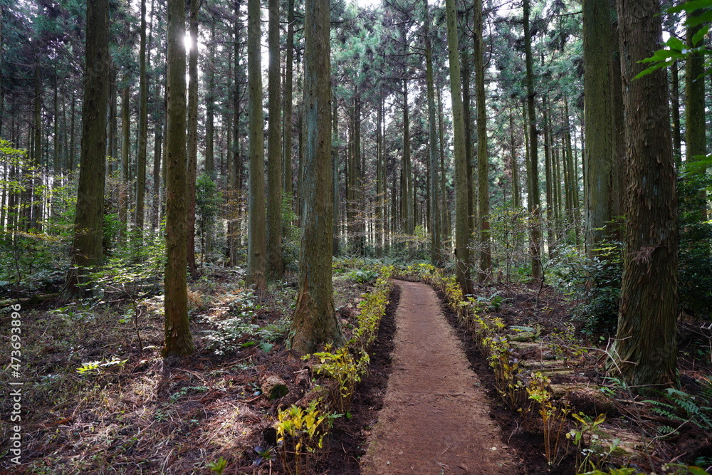 a fascinating footpath in the cedar forest a fascinating footpath in the cedar forest