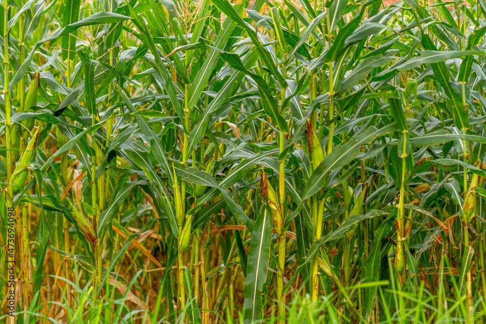 Obraz premium A group of corn plants bearing fruit in a field with a traditional farming system