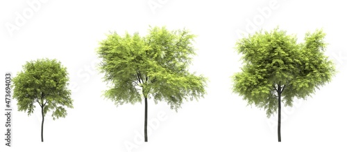 silhouette deciduous tree  3D illustration  cg render