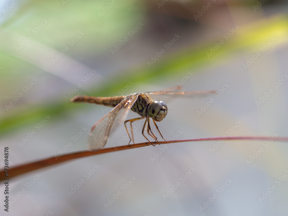 Naklejka premium Close up is dragonflies on leaves