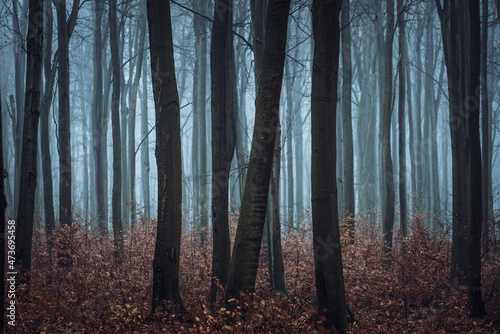 w mrocznym jesiennym lesie bukowym