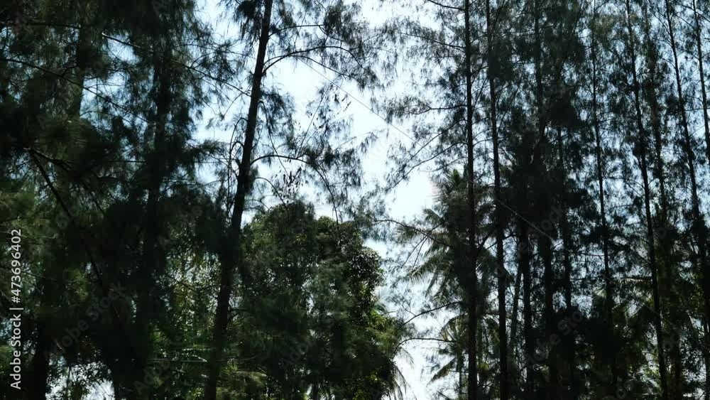 The pine is being cut and being pulled by a rope to broken and felling to the ground in the forest, Tree falls down on land in Thailand