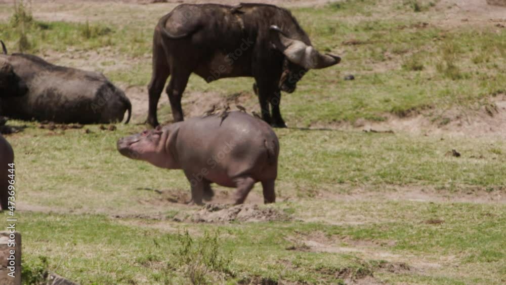 A group of old hippos (Hippopotamus amphibius) swimming around in a dirty and clouded lake. The animals swim to prevent their large bodies from overheating, only their heads and backs stick out. A group of old hippos (Hippopotamus amphibius) swimming around in a dirty and clouded lake. The animals swim to prevent their large bodies from overheating, only their heads and backs stick out.