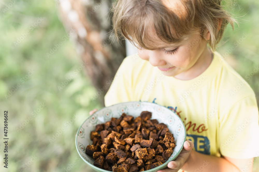 happy kid boy hands holding plate with cleaned and sliced chaga pieces. foraged chaga mushroom wild birch tree fungus it is used in alternative medicine for brewing healing tea for treatment covid-19 happy kid boy hands holding plate with cleaned and sliced chaga pieces. foraged chaga mushroom wild birch tree fungus it is used in alternative medicine for brewing healing tea for treatment covid-19