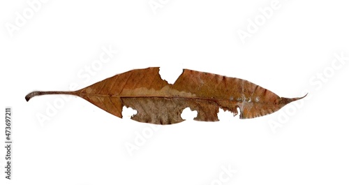 dry Leaf With Holes Eaten By Pests insects collection Isolated On White Background © Misterwrongtime