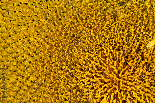 sunflowers during flowering in sunny weather