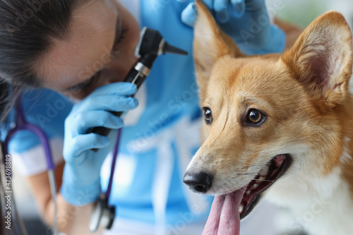 Veterinarian examines dog auricle closeup. Diseases of ears in dogs photo