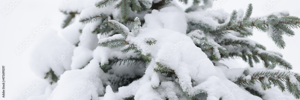 Evergreen tree covered with snow in garden closeup Evergreen tree covered with snow in garden closeup