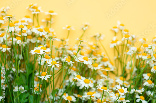 Vibrant dasies on a bright yellow background