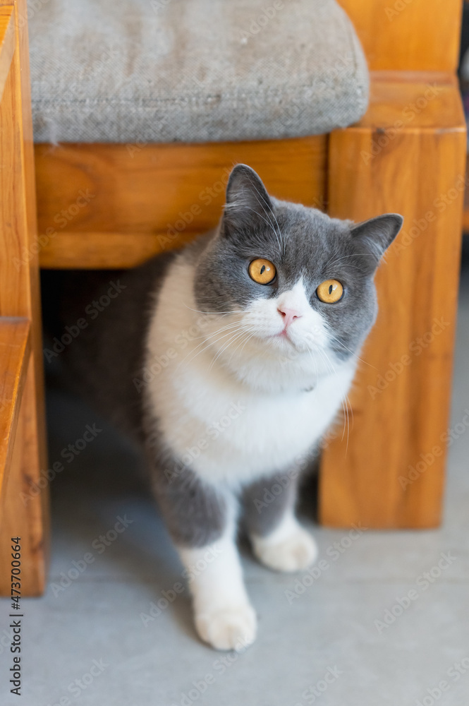 Cute British Shorthair cat, indoor shot Cute British Shorthair cat, indoor shot
