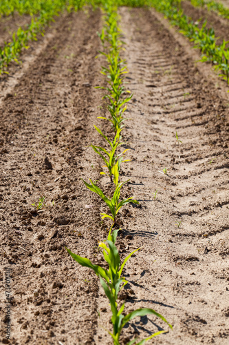 green young corn in an agricultural field